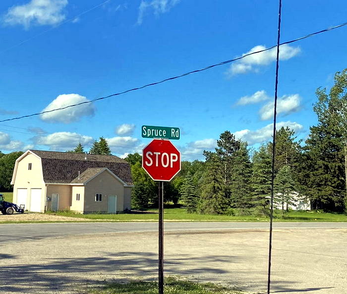 Spruce  - June 17 2022 Photo (newer photo)